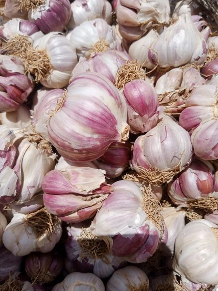 Garlic from Nigeria supplied by Afrogric Global Trading Company Ltd. - Excellent Quality Fresh Garlic