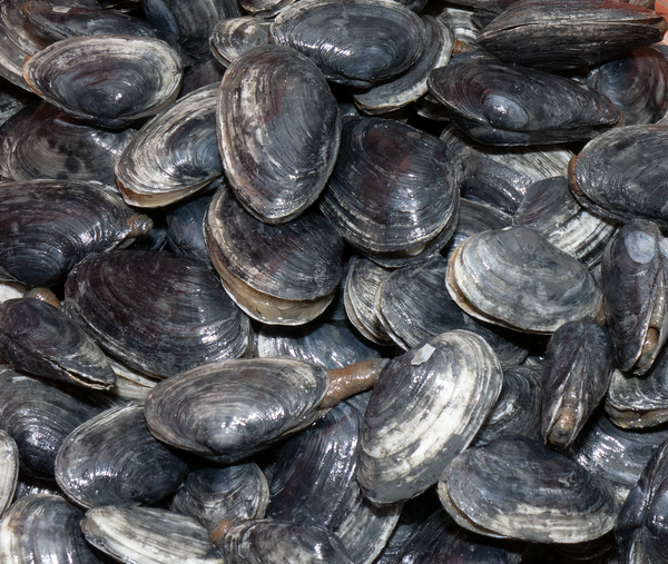 Softshell Clam from 미국 supplied by Community Shellfish - Softshell Clam (=Sand Gaper=Steamers=Piss Clam=Essex Clam=Ipswich Clam=Mya arenaria) 냉동 조개
