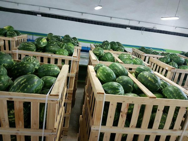 Watermelon from Morocco supplied by AGROLAM SARL - Wooden Box Fresh Watermelon
