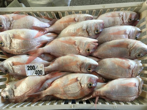 Red Porgy WR from 아르헨티나 supplied by 14 De Julio S.A. - Frozen - Block Frozen 기타 수산물 가공품