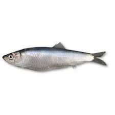 Sprat from 에스토니아 supplied by Morobell OÜ - European Sprat (=Sprattus sprattus) 냉동 스프래트