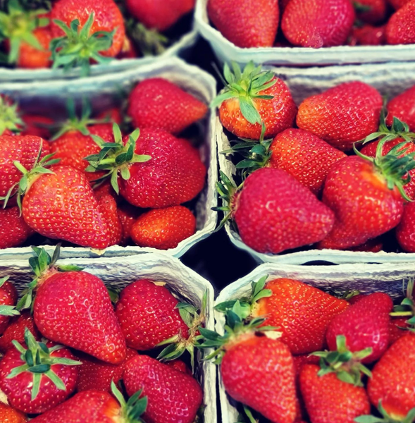 Strawberry from Germany supplied by Hagdorn Tomaten - Red Fresh Strawberry