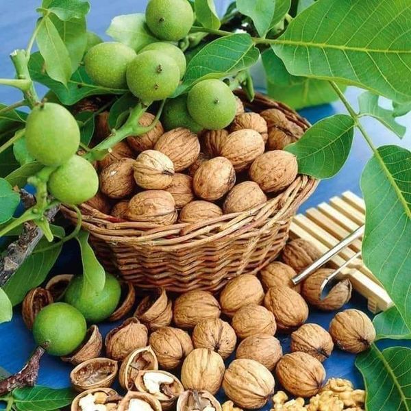 Shelled Walnut from Afghanistan supplied by Mujtaba Sajjad Refat Ltd. - Shelled (=Kernel) Raw Walnut