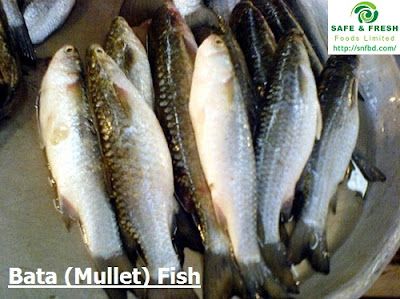 Frozen Mullet from Bangladesh supplied by SAFE & FRESH FOODS LIMITED. - With Bone Frozen Mullet