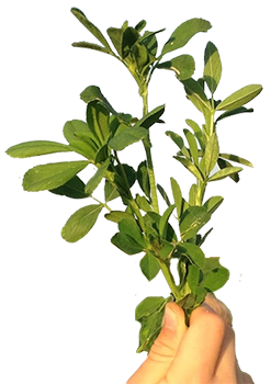 alfalfa from United States supplied by America’s Alfalfa - Green Alfalfa