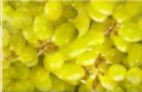 Grapes from 아르헨티나 supplied by Früchte Schmidtlein GmbH - Green (=Unripe=Sour) 신선 포도