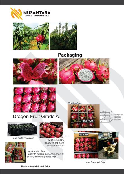 Dragon Fruit from Indonesia supplied by Nusantara Agro Indonesia - Red Flesh Varieties Fresh Dragon Fruit