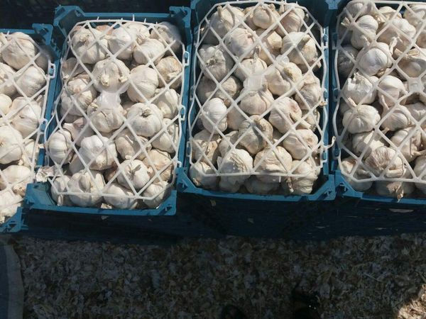 Garlic from Iran supplied by Panapars - Cloves Fresh Garlic