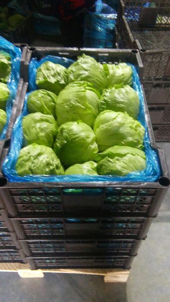 Iceberg from 우즈베키스탄 supplied by BROAGRO LLC - As per customer's request 채소 가공품