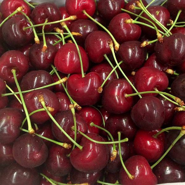Regina Cherry from 호주 supplied by Perfecta Produce - 스위트 체리 - 레지나 신선 체리