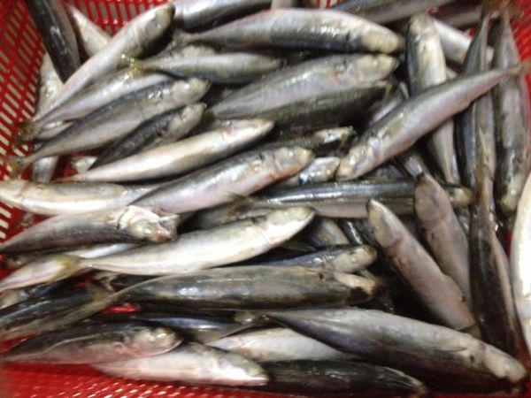 Frozen whole round scad from Vietnam supplied by Baria Vungtau Seafood Processing And Import Export Joint Stock Company - Carton Box (=Cardboard Box) Others