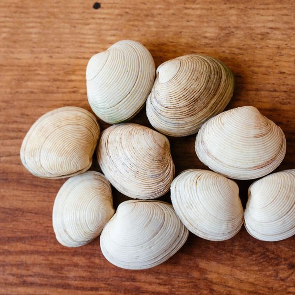Clam Juliana from Chile supplied by PESBASA S.A. - Juliana (=Tawera elliptica) Frozen Clam