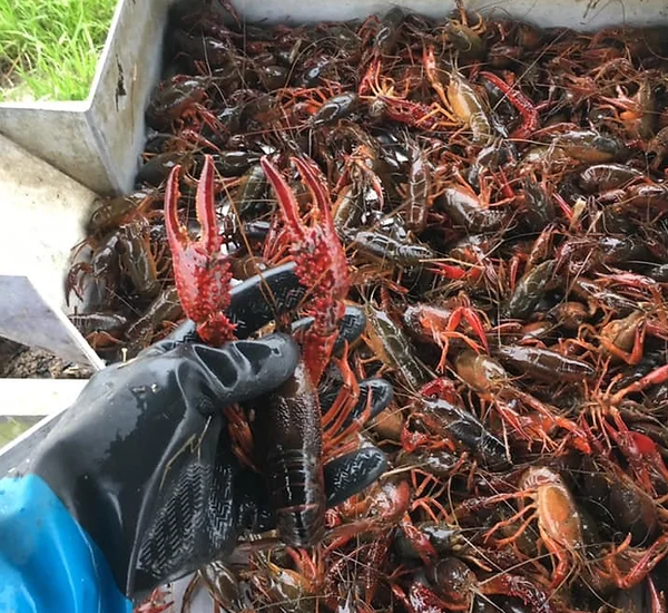 Crawfish from 미국 supplied by Ragin Tails LLC - Fresh (=Chilled=Raw) 가재