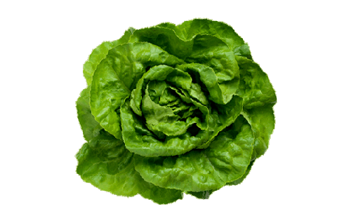 Cos Lettuce from 호주 supplied by Australian Fresh Salads - Green 신선 상추
