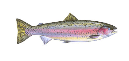 Fresh Trout from 덴마크 supplied by Norlax - Fresh (=Chilled=Raw) 훈제 송어