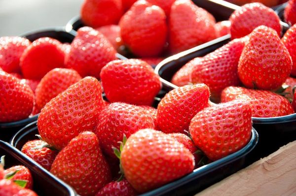 Strawberries from 네덜란드 supplied by Van Gog Kwekerijen CV - Fresh (=Chilled) 신선 딸기