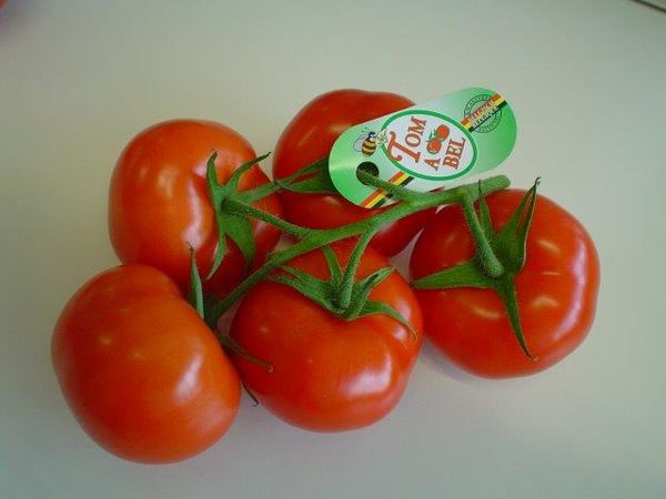 Flandria Tomabel Tomato from Belgium supplied by Frans Michiels Belgium N.V. - Flandria Tomabel Fresh Tomato