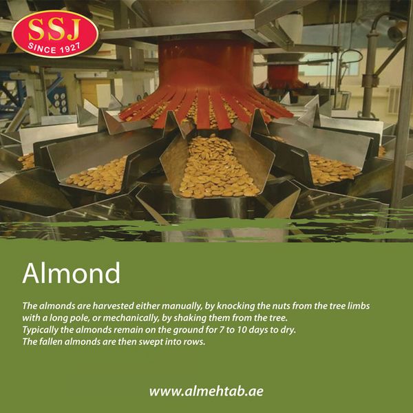 Almond from United Arab Emirates supplied by Al Mehtab Group - Whole Almond Kernel