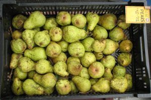 fresh pears from 미국 supplied by Snakeroot Organic Farm - Green 신선 배