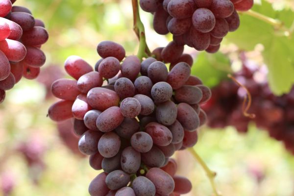 Grapes from 페루 supplied by Cultivos Ecologicos Del Peru S.A.C - Green (=Unripe=Sour) 신선 포도