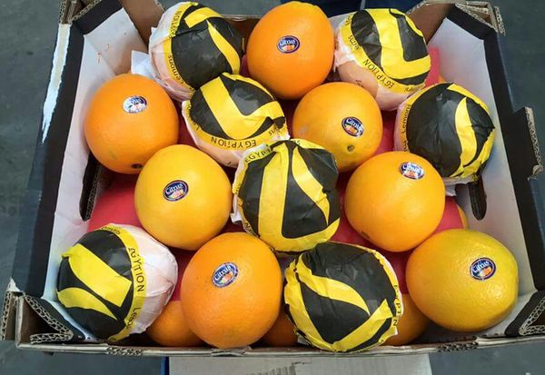 Fresh Orange from Egypt supplied by First Choice - Standard Cartons Net weight 15 KG, Gross Weight 16 KG Net weight 8 KG, Gross Weight 8.750 KG Fresh Orange