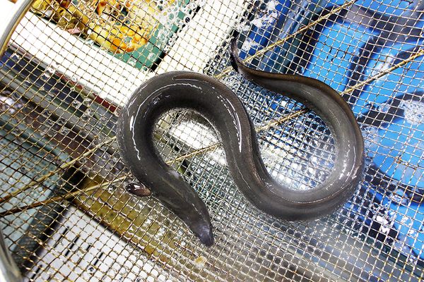 Eel(Unagi) from South Korea supplied by THE PIRATES Co., Ltd. - Fillet Eel