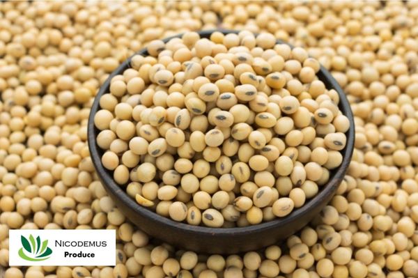 Non-GMO Soybeans Grade AA from 우간다 supplied by Nicodemus Produce - Dried (=Dehydrated) 대두