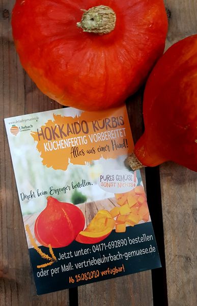 Fresh Hokkaido Pumpkin from Germany supplied by Uhrbach Gemüsinis - Hokkaido Pumpkin Fresh Common Pumpkin