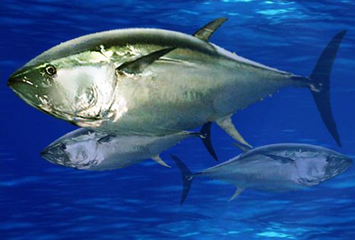 Tuna from 대만 supplied by Wen Chi Seafood Co. Ltd. - Bluefin group - Atlantic Bluefin Tuna (=Thunnus thynnus =Giant Bluefin Tuna =Northern Bluefin Tuna =Maguro =Toro) 참치
