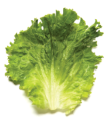 Green Leaf Lettuce from 미국 supplied by McEntire Produce - Green 신선 상추