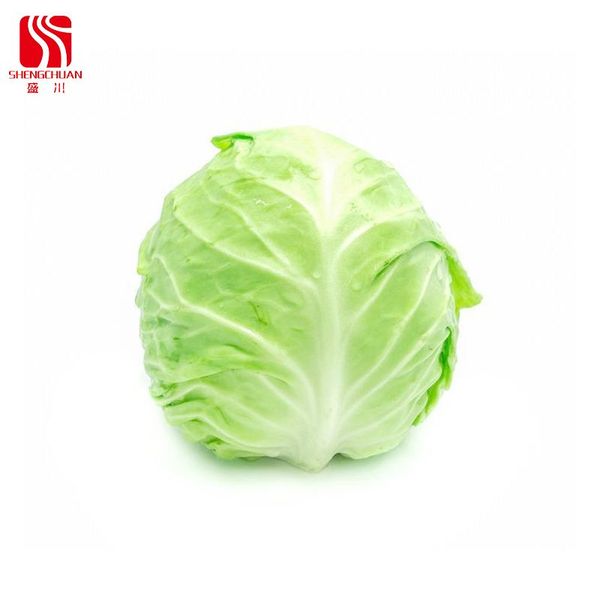 Fresh Cabbage from 중국 supplied by Tangshan Shengchuan Agricultural Products Co., Ltd. - Fresh (=Chilled) 신선 양배추