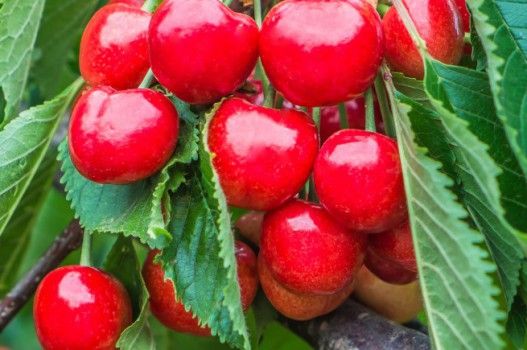Fresh Whole Cherry from 폴란드 supplied by RAJPOL TRADE SP. Z O.O. - Butner's Red 신선 체리