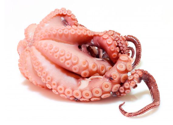 Octopus from Spain supplied by Terranova (Jaime Estevez SL) - Cuts Frozen Octopus