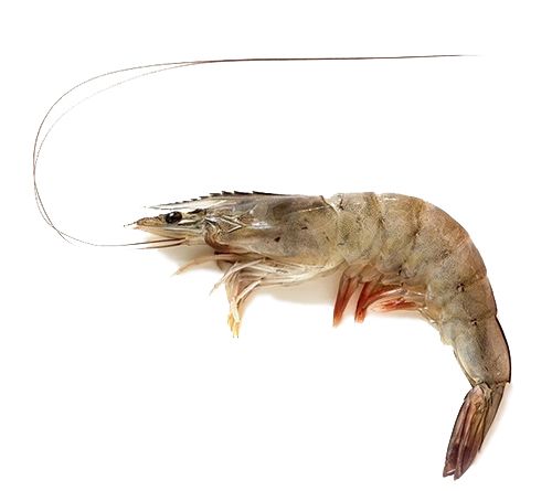 Shrimp from Iran supplied by Jahan Shil Co. - HOSO (Head On Shell On) Frozen Common Shrimp & Prawn