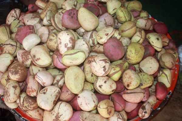 Kola nut from Nigeria supplied by Reino Export/Import - Fresh Kola Nut