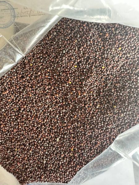 Black Mustard from Ukraine supplied by Gubarivske - Black Mustard Seed (=Brassica Nigra) Mustard Seed