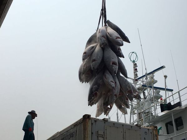 Super Frozen Tuna from Malaysia supplied by Alpha Ocean Resources Berhad - Large Tuna