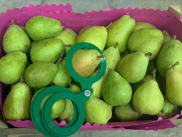 Fresh Pears from 몰도바 supplied by SRL "Terra-Vitis" - 겨울 배 신선 배