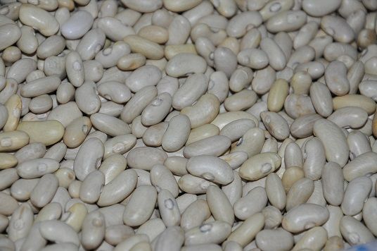 Beans from Ukraine supplied by Karmaliuk LLC - Fresh (=Chilled) White Beans