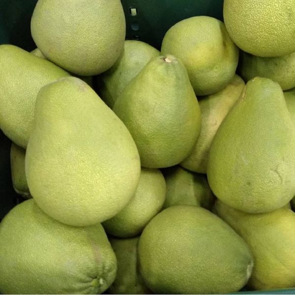 Pomelo from Taiwan supplied by JUN NONG CO., LTD. - Wendan Fresh Pomelo