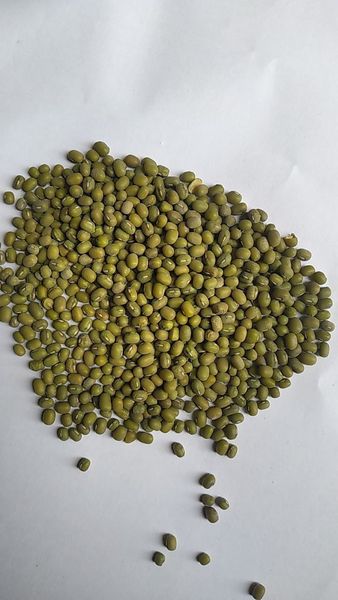 Mung bean from 우즈베키스탄 supplied by UZ-SEGANG LLC - High Quality 말린 녹두