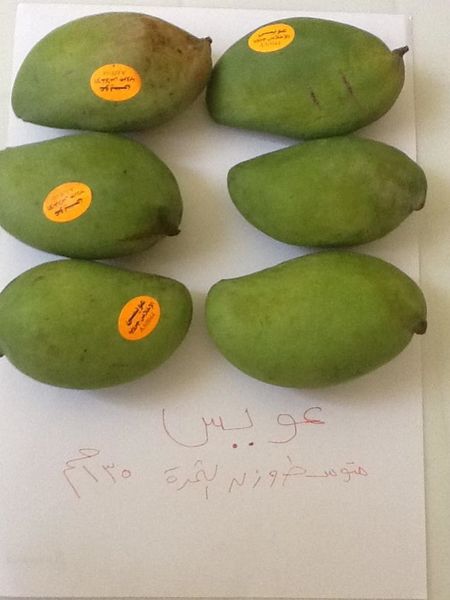 Mango from Egypt supplied by E2M Import / Export & Commercial Agencies - Egyptian Varieties Fresh Mango