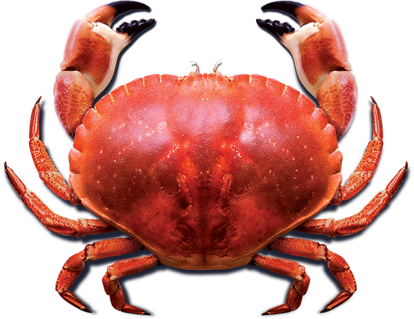 Live crab from 영국 supplied by The Blue Sea Food Company - Live 냉동 게