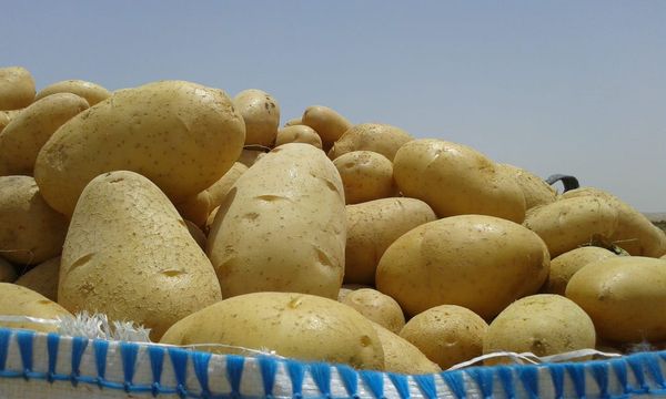 Fresh Potatoes from Greece supplied by Amaltheia Yada P.C. - Conventional Fresh Common Potato