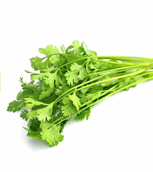 Coriander from 폴란드 supplied by EKOFLORA Sp. z o.o. - Fresh (=Chilled) 고수