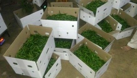 FRESH GREEN CHILI from India supplied by PANKAJ AGRO COMMODITIES - Conventional Green Peppercorn