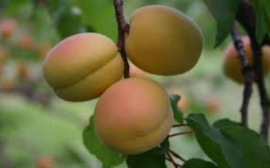 Apricot from 미국 supplied by Pacific Atlantic Crop Exchange Inc - Pitted 신선 자두