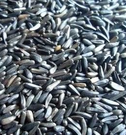 Niger Seeds from 미얀마 [버마] supplied by R.K Brothers Limited - 해바라기 씨