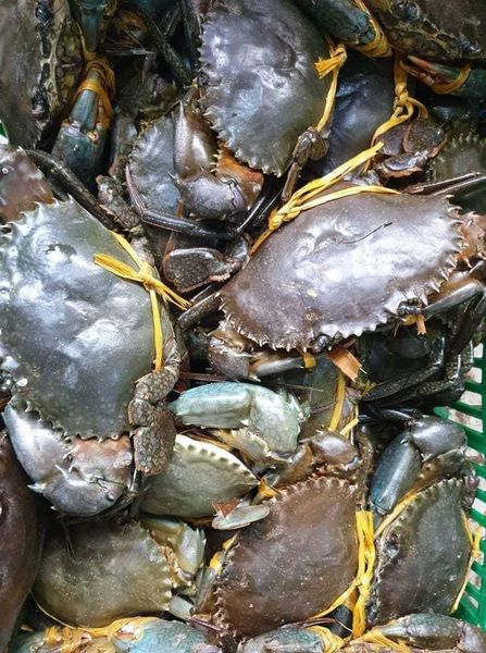 Crab from 탄자니아 supplied by ABDL High Quality Seafood - 원물 냉동 게