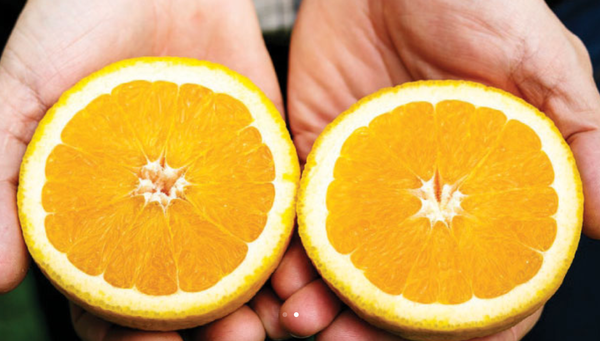Mandarin from 남아프리카공화국 supplied by Fresh Gold SA Exports - 신선 클레멘타인